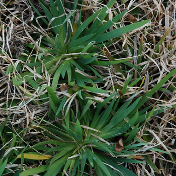 Annual blue-eyed grasspng